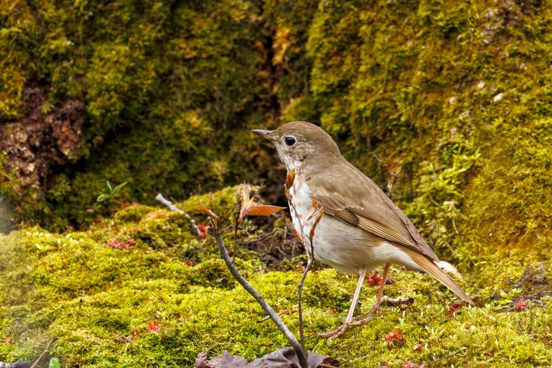 Grive solitaire - Hermit thrush - Catharus guttatus - Turdids