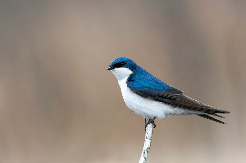 Hirondelle bicolore - Tree swallow - Tachycineta bicolor - Hirundinids
