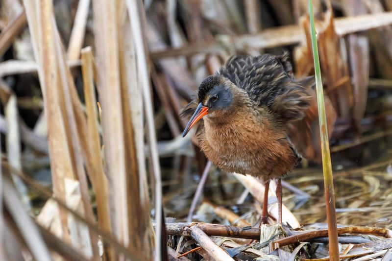 Rle de Virginie - Virginia rail - Rallus limicola - Rallids