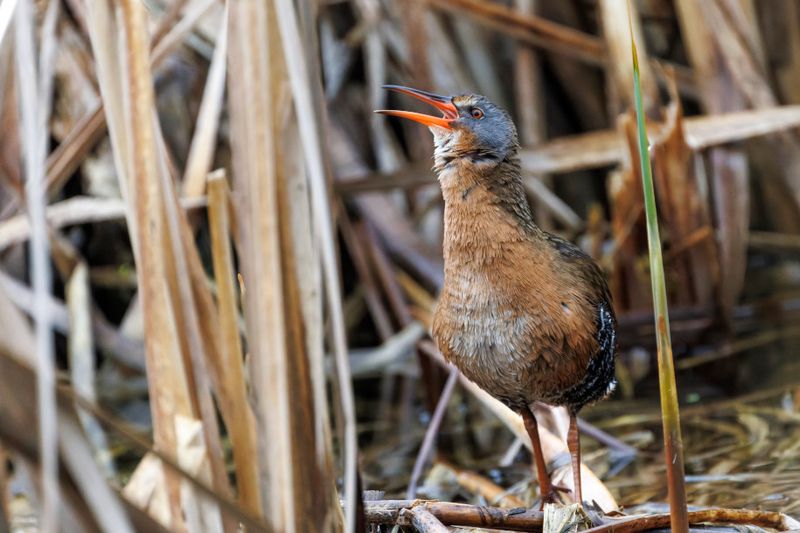 Rle de Virginie - Virginia rail - Rallus limicola - Rallids