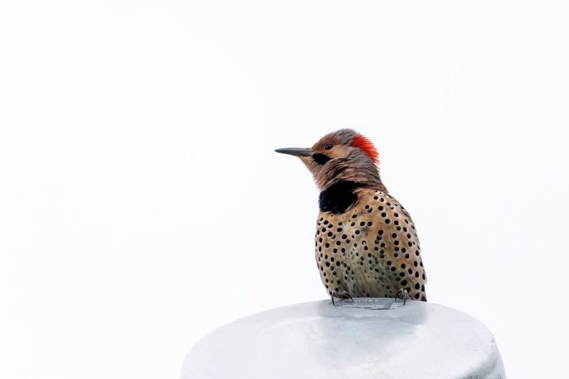 Pic flamboyant - Northern flicker - Colaptes auratus - Picids