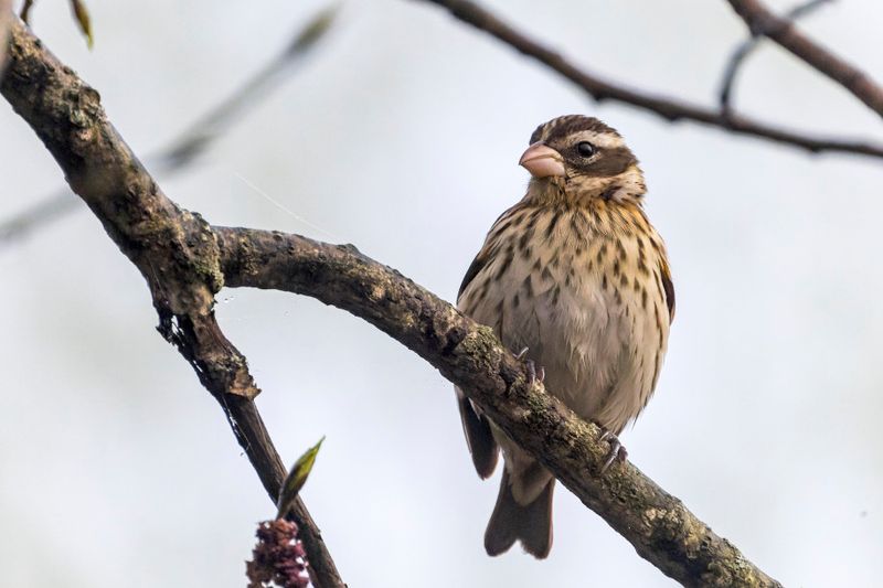 Cardinal  poitrine rose - Rose-breasted grosbeak - Pheucticus ludovicianus - Cardinalids
