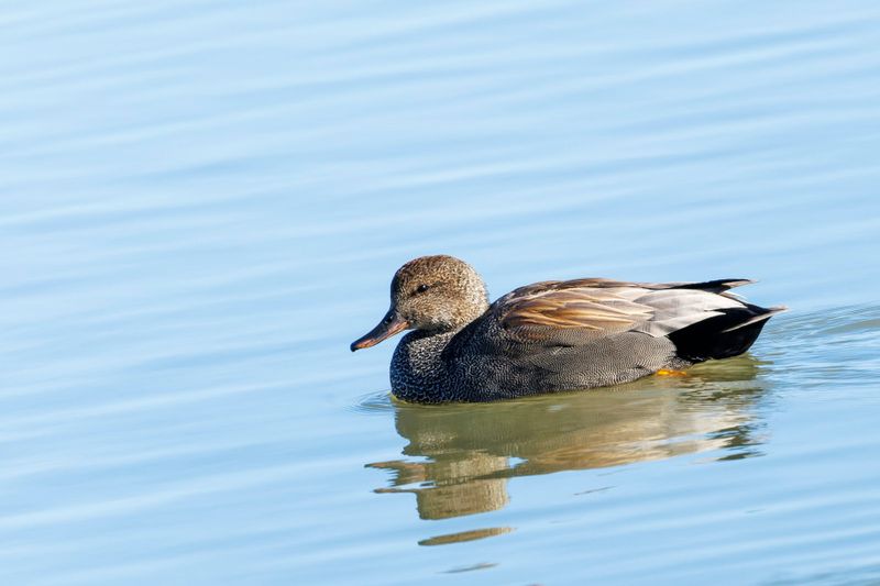 Canard chipeau - Gadwall - Anas strepera - Anatids