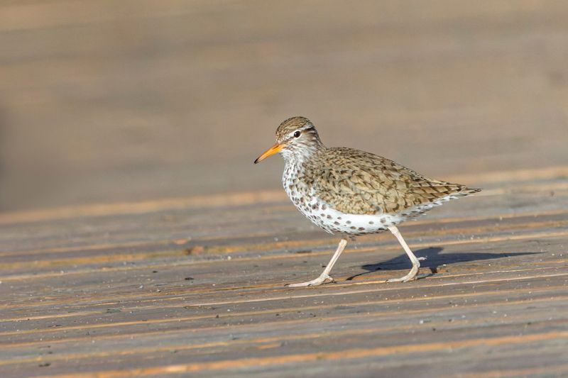 Chevalier grivel - Spotted Sandpiper - Actitis macularia - Scolopacids