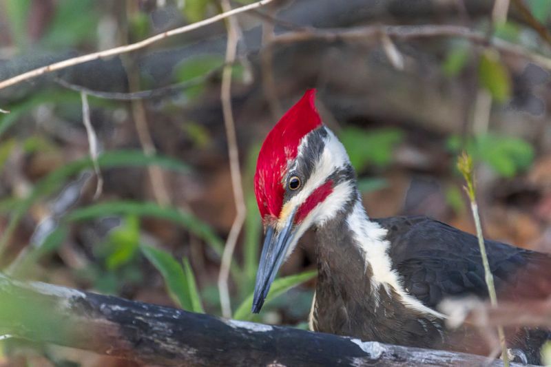 Grand Pic - Pileated woodpecker - Hylatomus pileatus - Picids