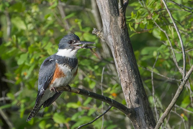 Martin-pcheur d'Amrique - Belted kingfisher - Chaetura pelagica - Alcdinids