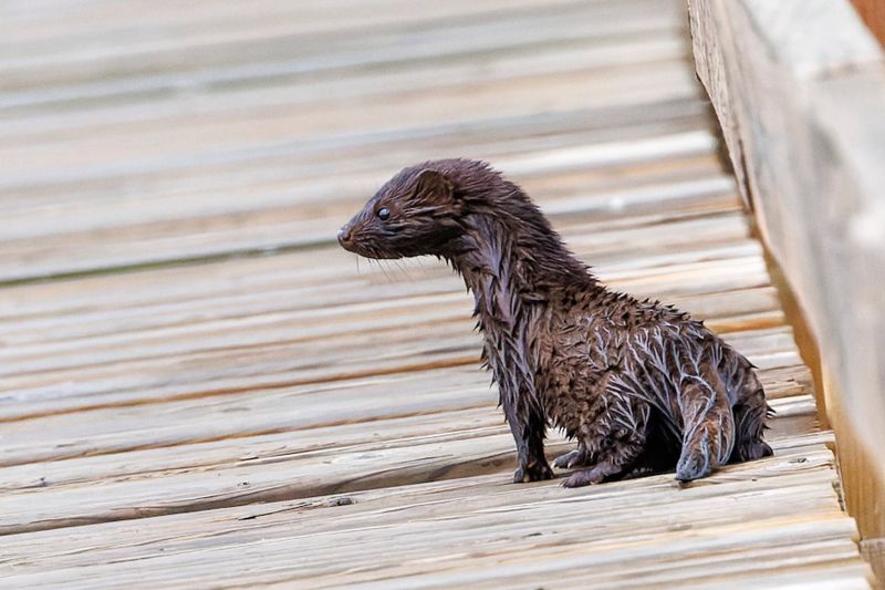 Vison d'Amérique - Mink - Mustela vison - Mustélidés
