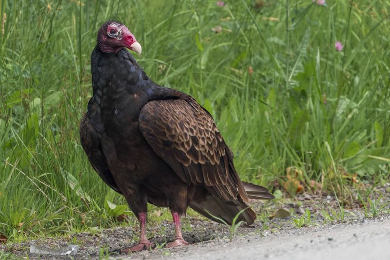 Urubu  tte rouge - Turkey Vulture - Cathartes aura - Cathartids