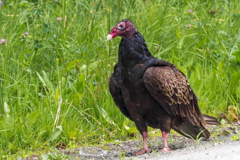 Urubu  tte rouge - Turkey Vulture - Cathartes aura - Cathartids