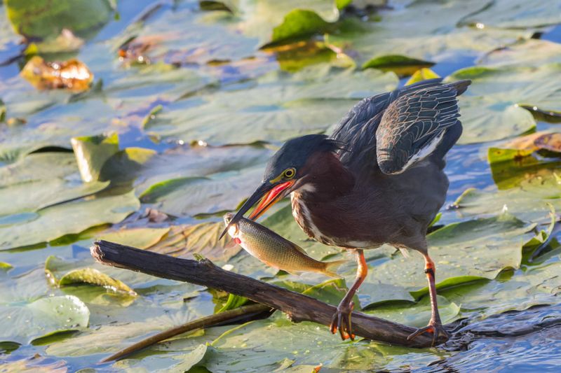Hron vert - Green Heron - Butorides virescens - Ardids