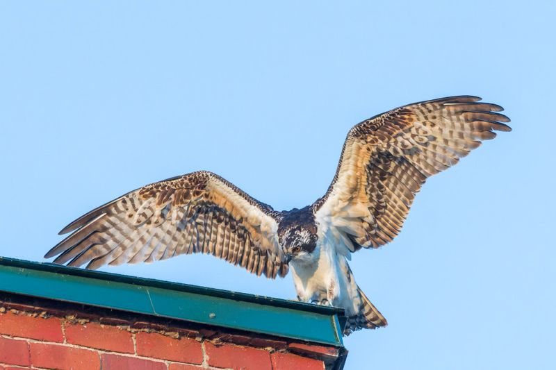 Balbuzard Pcheur - Osprey - Pandion haliaetus - Pandionids