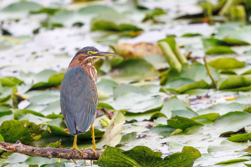 Hron vert - Green Heron - Butorides virescens - Ardids