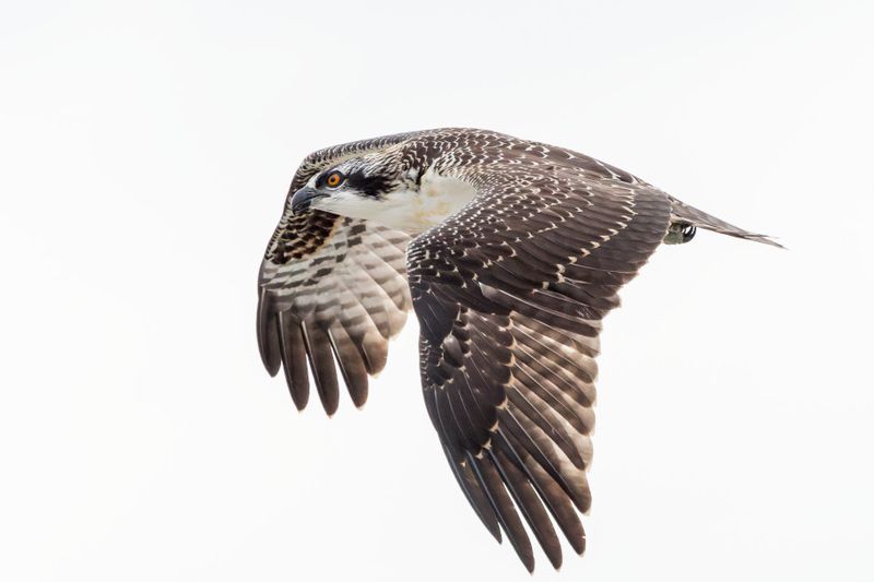 Balbuzard Pcheur - Osprey - Pandion haliaetus - Pandionids