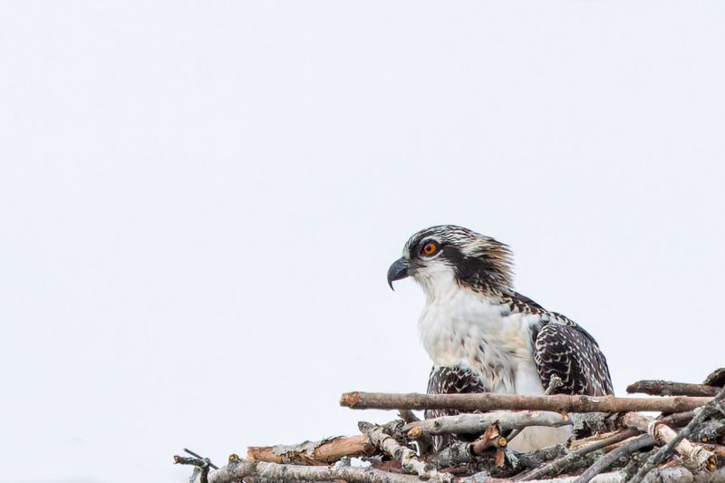 Balbuzard Pcheur - Osprey - Pandion haliaetus - Pandionids