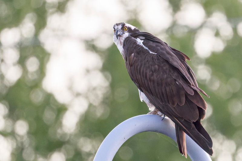 Balbuzard Pcheur - Osprey - Pandion haliaetus - Pandionids