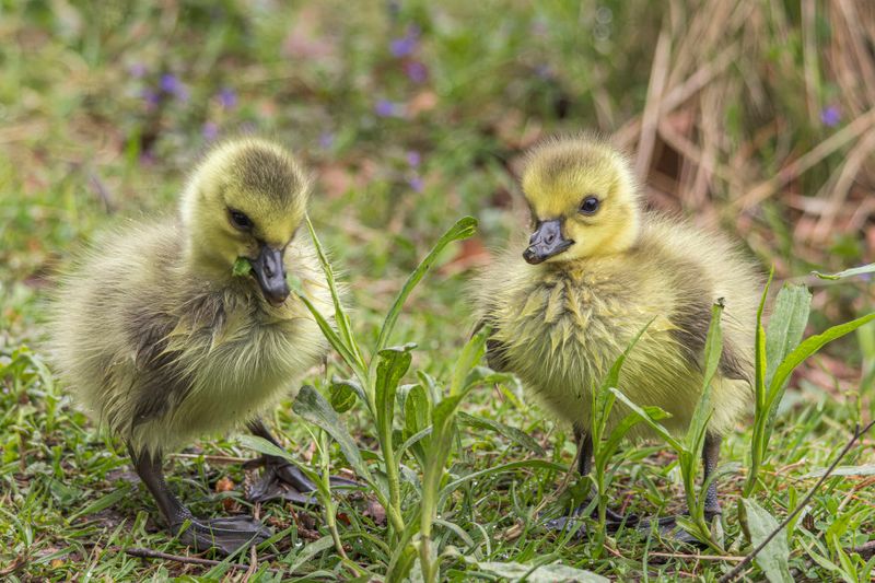Bernache du Canada - Canada goose - Branta canadensis - Anatids