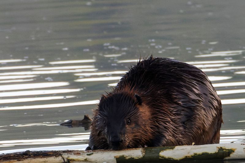 Castor - American Beaver - Castor canadensis - Castoridés