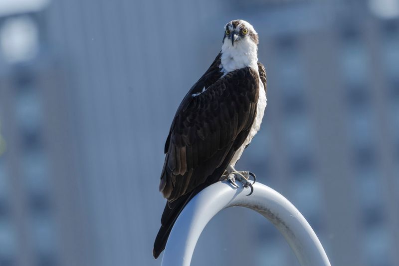 Balbuzard Pcheur - Osprey - Pandion haliaetus - Pandionids