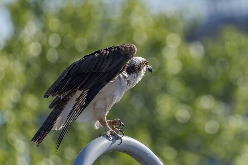 Balbuzard Pcheur - Osprey - Pandion haliaetus - Pandionids