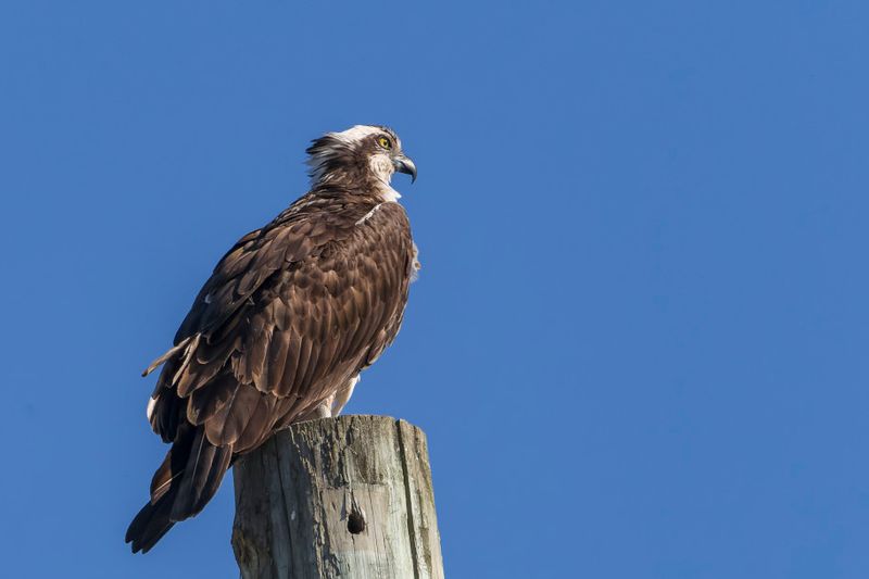 Balbuzard Pcheur - Osprey - Pandion haliaetus - Pandionids