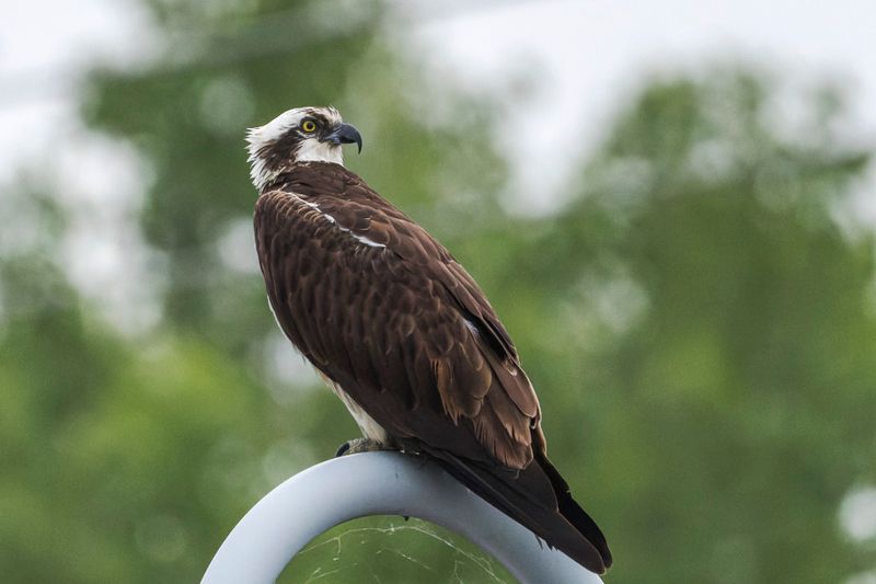 Balbuzard Pcheur - Osprey - Pandion haliaetus - Pandionids