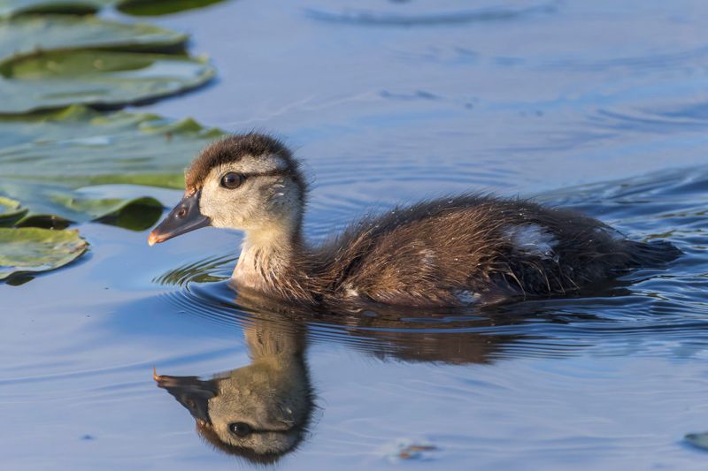 Canard branchu - Wood duck - Aix sponsa - Anatids