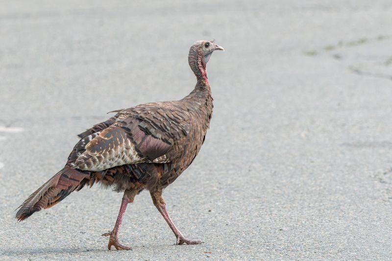 Dindon sauvage - Domesticated turkey - Meleagris gallopavo - Phasianids