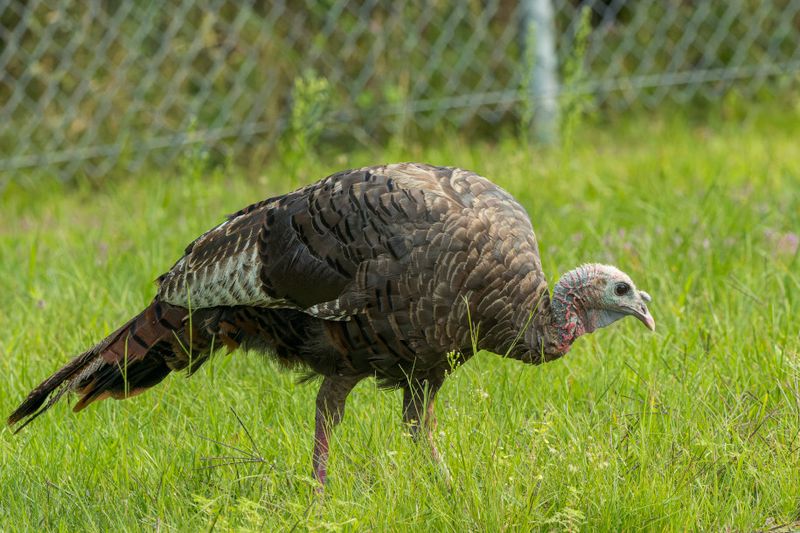 Dindon sauvage - Domesticated turkey - Meleagris gallopavo - Phasianids