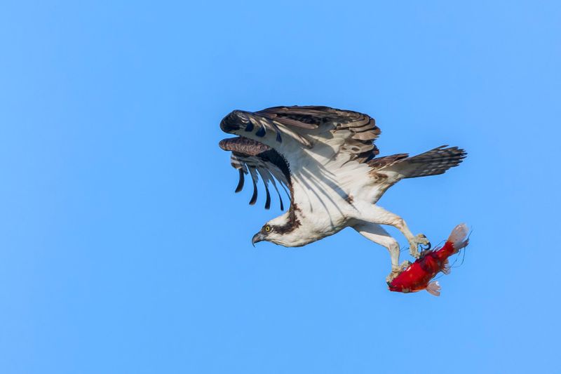 Balbuzard Pcheur - Osprey - Pandion haliaetus - Pandionids