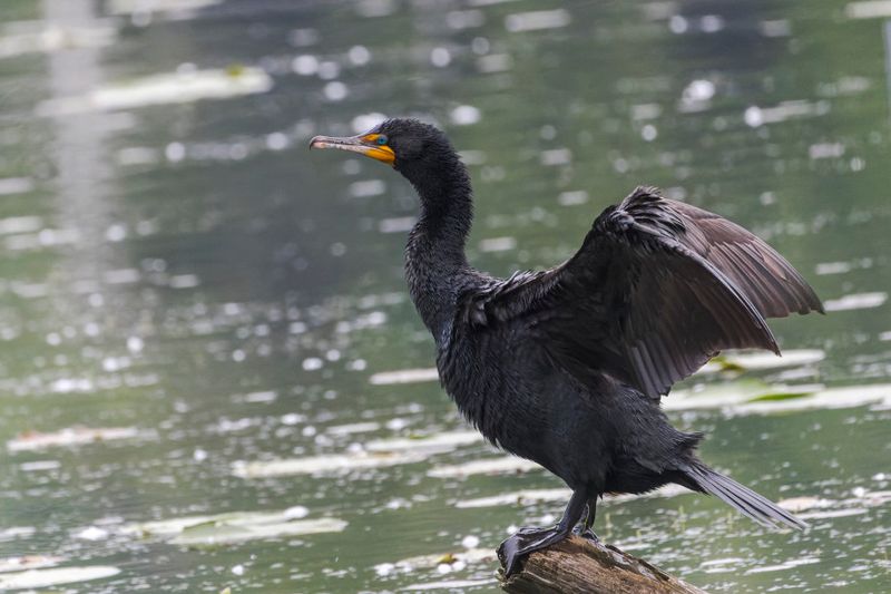 Cormoran  aigrettes - Double-crested Cormorant - Phalacrocorax auritus - Phalacrocoracids