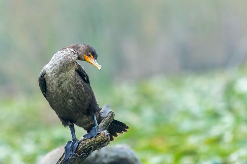 Cormoran  aigrettes - Double-crested Cormorant - Phalacrocorax auritus - Phalacrocoracids
