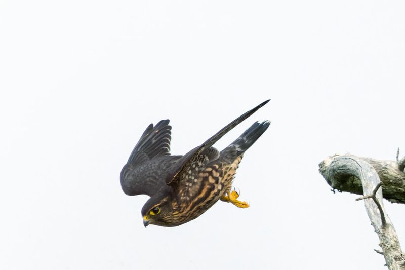 Faucon merillon - Merlin - Falco columbarius - Falconids