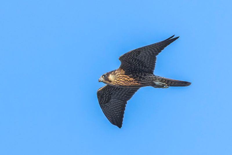Faucon plerin - Peregrine falcon - Falco peregrinus - Falconids