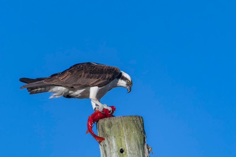 Balbuzard Pcheur - Osprey - Pandion haliaetus - Pandionids