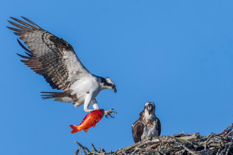 Balbuzard Pcheur - Osprey - Pandion haliaetus - Pandionids