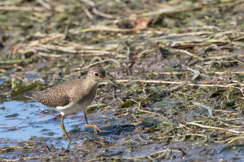 Chevalier solitaire - Solitary sandpiper - Tringa solitaria - Scolopacids