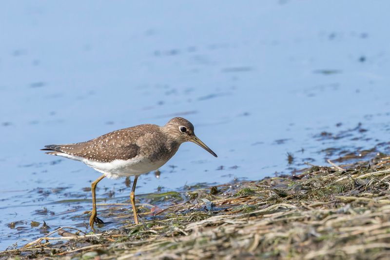 Chevalier solitaire - Solitary sandpiper - Tringa solitaria - Scolopacids