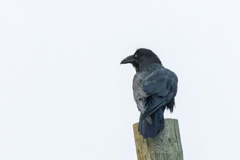 Grand Corbeau - Common Raven - Corvus corax - Corvids