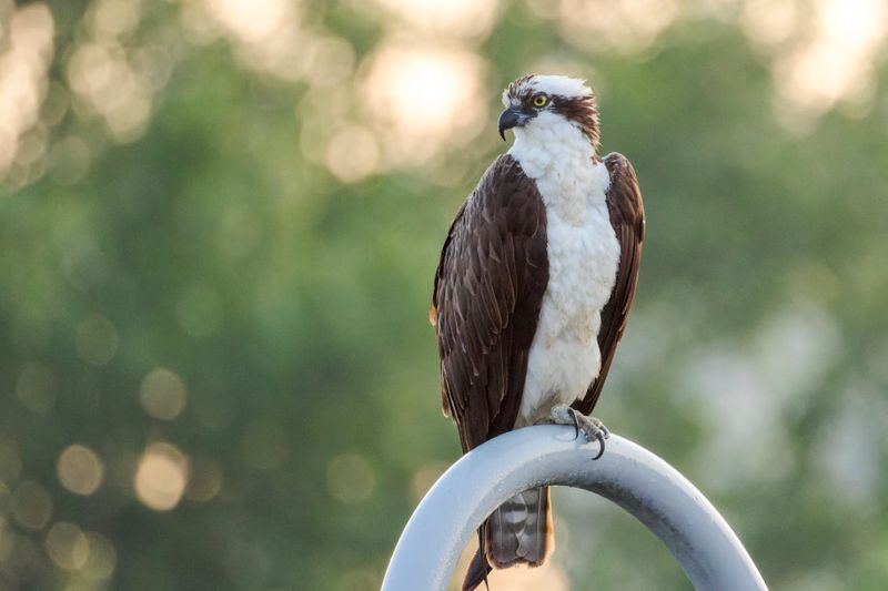 Balbuzard Pcheur - Osprey - Pandion haliaetus - Pandionids
