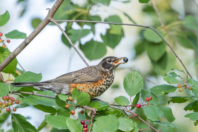 Merle d'Amrique - American Robin - Turdus migratorius - Turdids