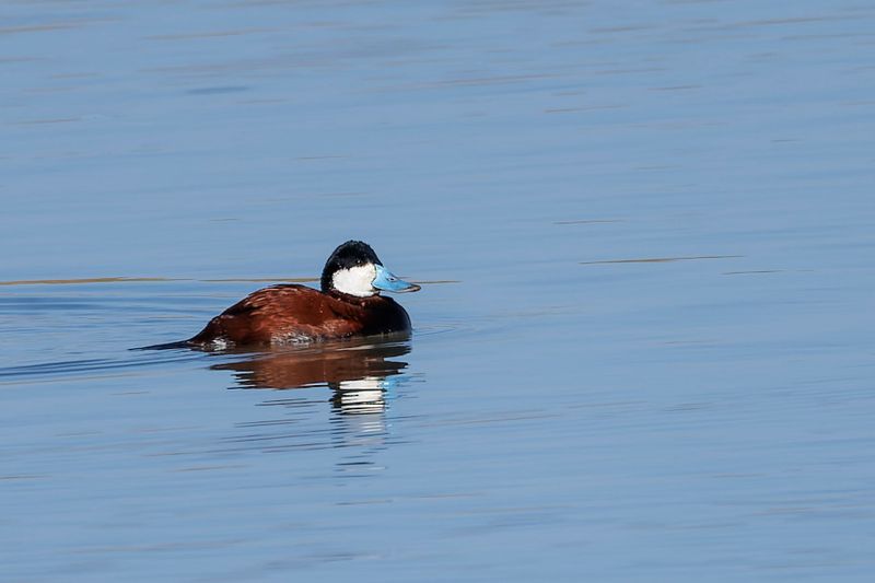 rismature rousse - Ruddy Duck - Oxyura jamaicensis - Anatids