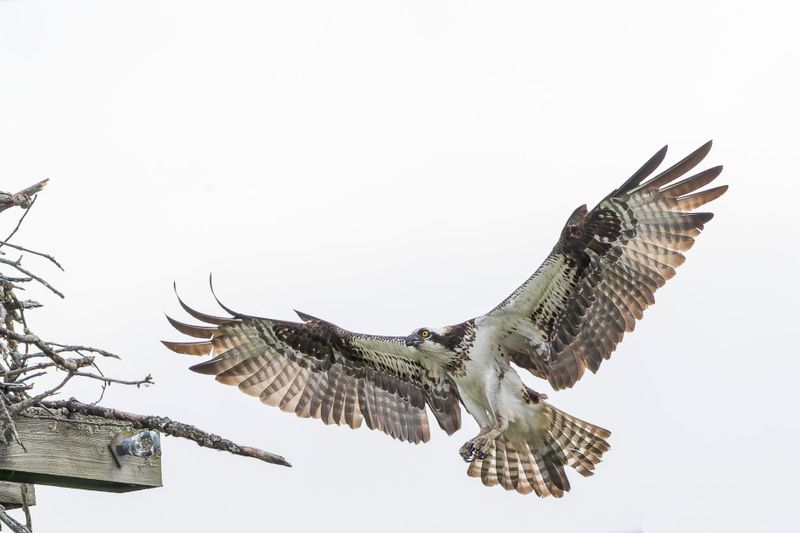 Balbuzard Pcheur - Osprey - Pandion haliaetus - Pandionids