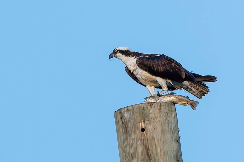 Balbuzard Pcheur - Osprey - Pandion haliaetus - Pandionids