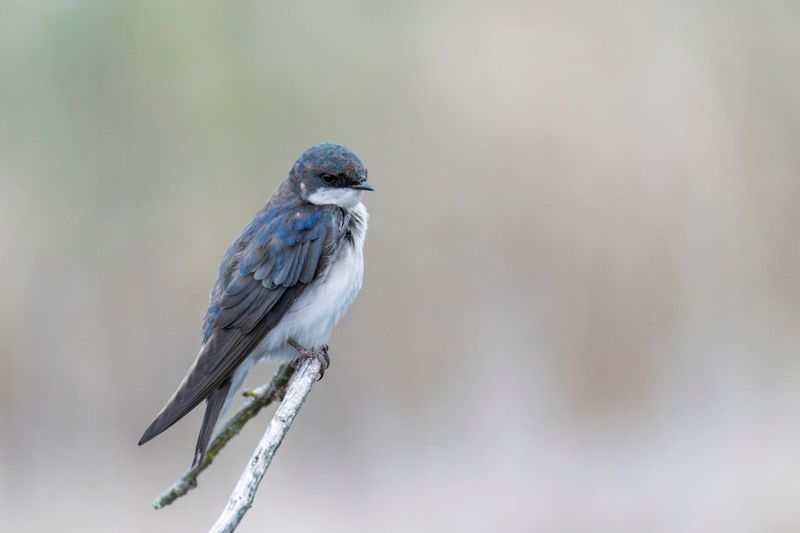 Hirondelle bicolore - Tree swallow - Tachycineta bicolor - Hirundinids