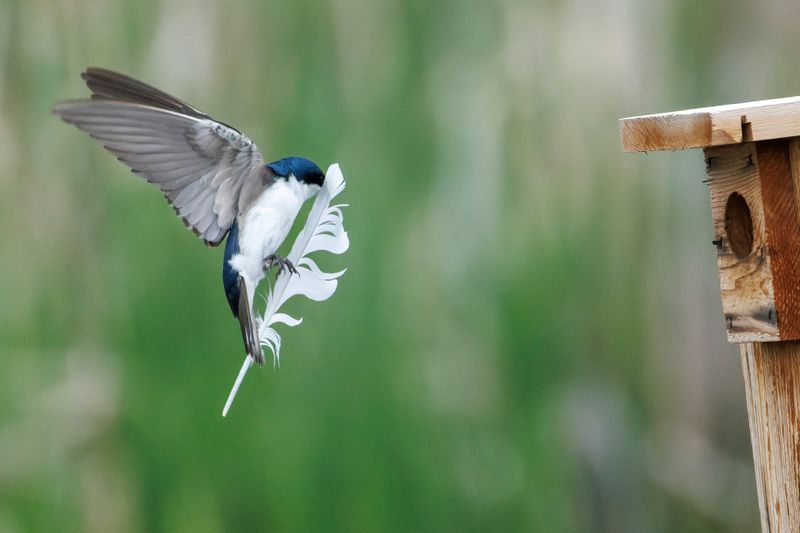 Hirondelle bicolore - Tree swallow - Tachycineta bicolor - Hirundinids