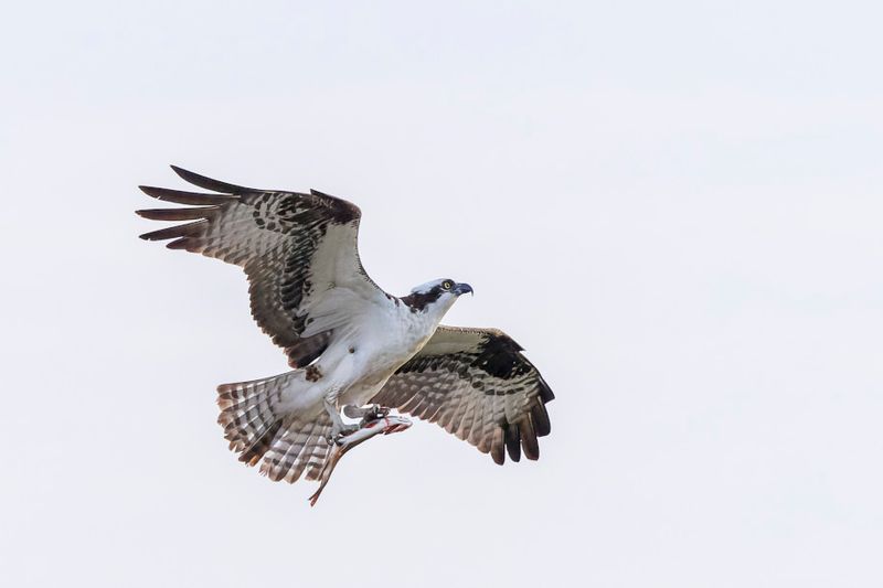 Balbuzard Pcheur - Osprey - Pandion haliaetus - Pandionids