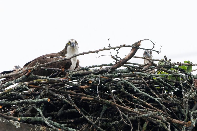Balbuzard Pcheur - Osprey - Pandion haliaetus - Pandionids