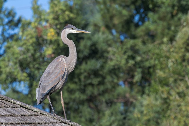 Grand Hron - Great blue heron - Ardea herodias - Ardids