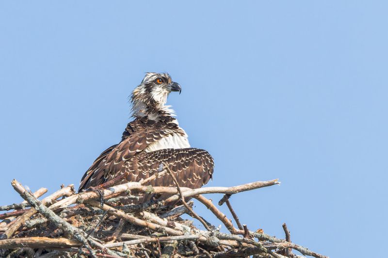 Balbuzard Pcheur - Osprey - Pandion haliaetus - Pandionids