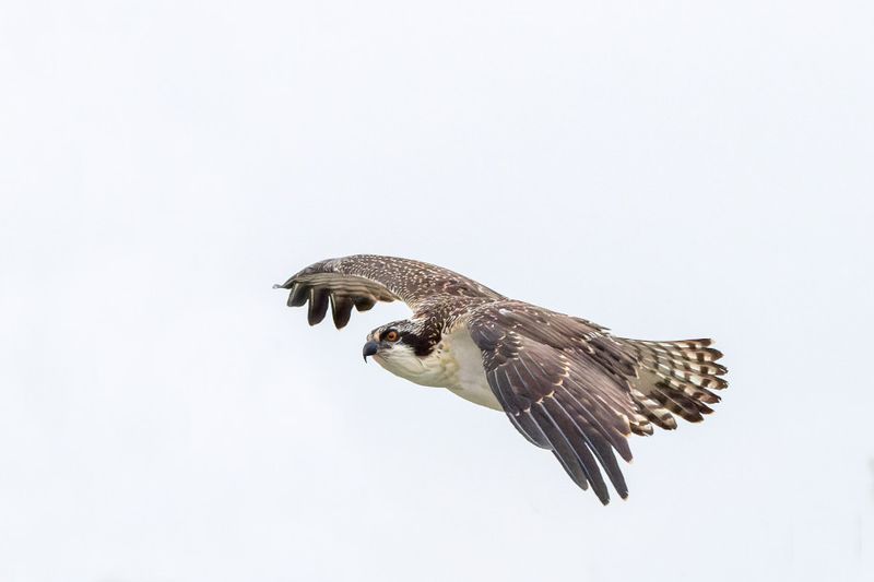 Balbuzard Pcheur - Osprey - Pandion haliaetus - Pandionids